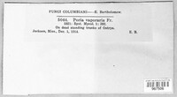 Poria vaporaria image